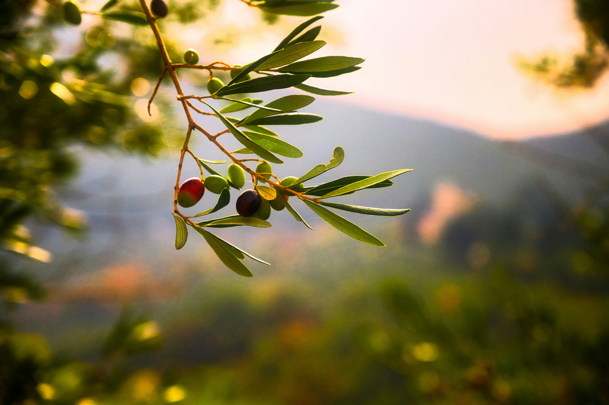 Picked at dawn. Pressed by noon. On your table within days.